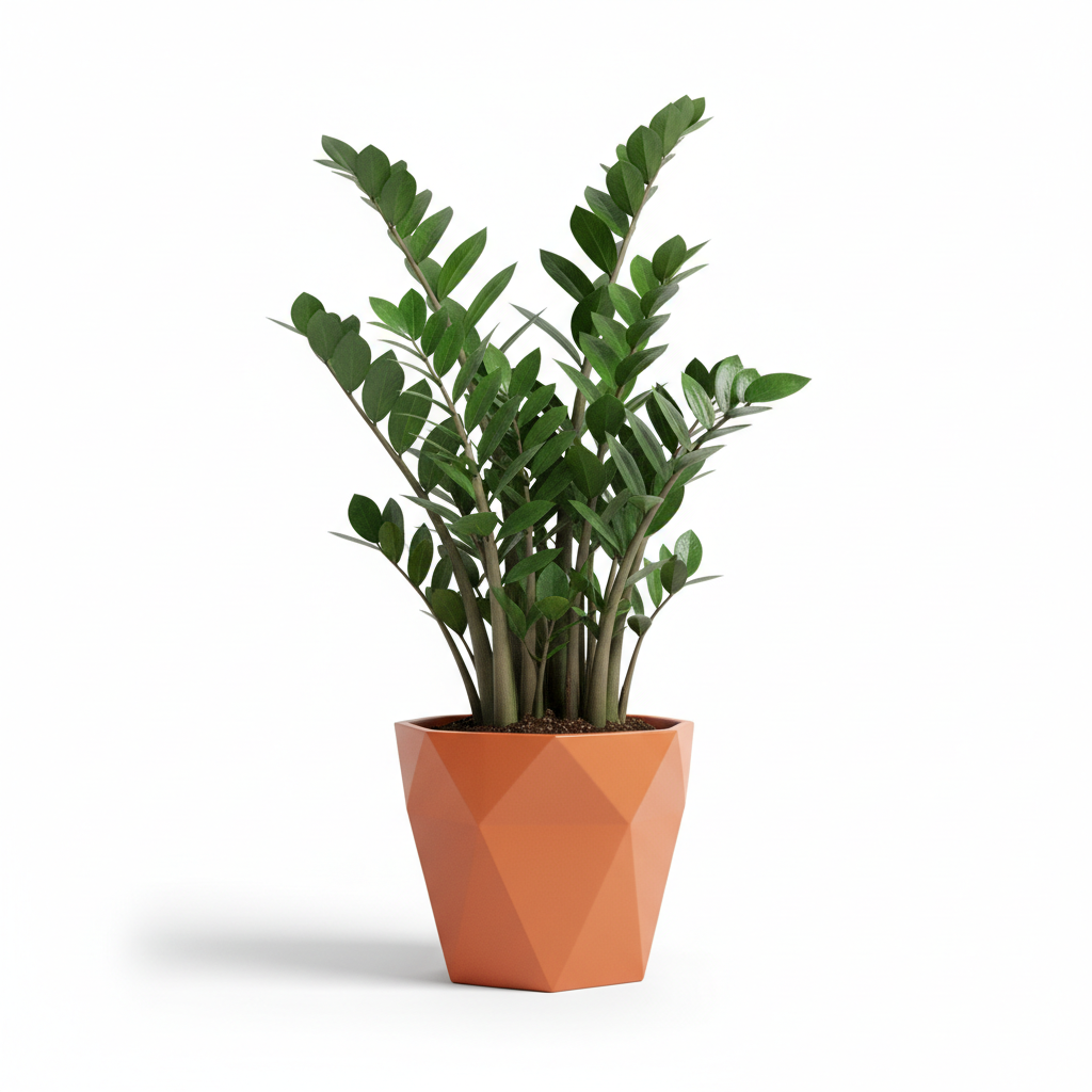 Zanzibar Plant - Low Maintenance Indoor Plant