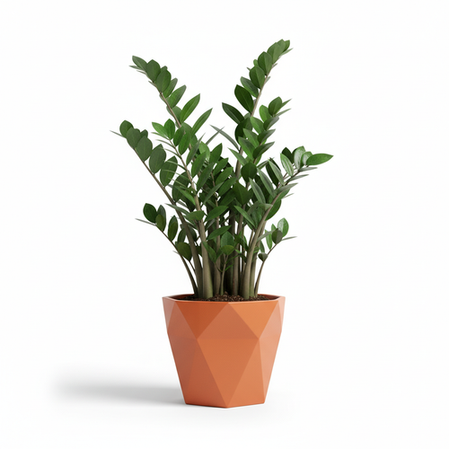 Zanzibar Plant - Low Maintenance Indoor Plant