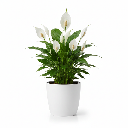 Peace Lily studio shot